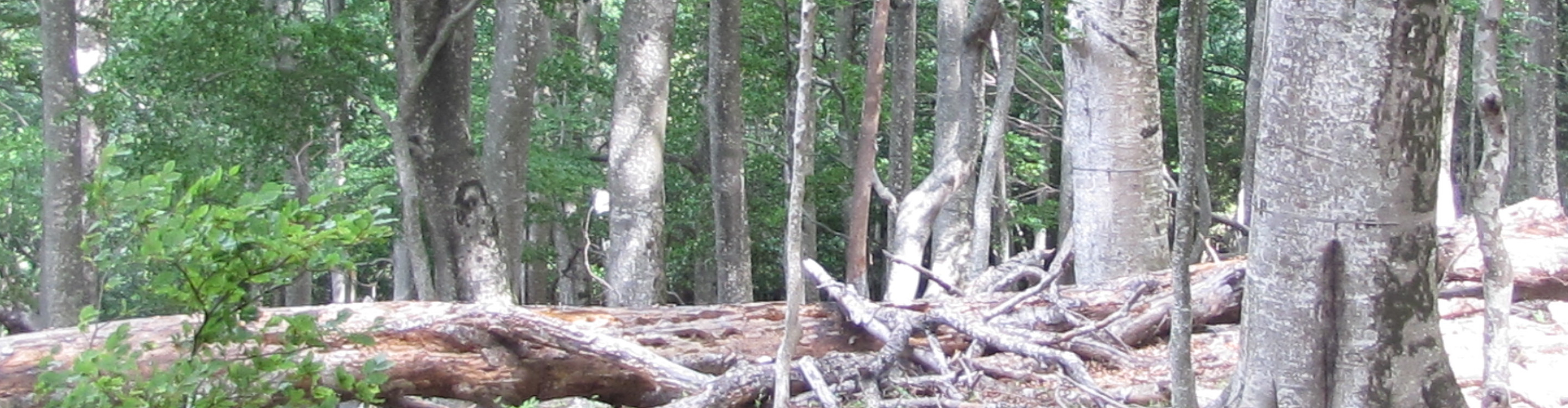 TOMOFORET — forêt LiDAR